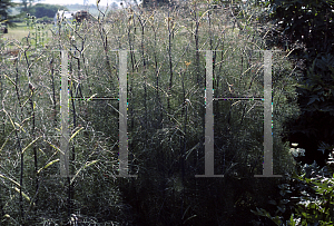 Picture of Foeniculum vulgare 'Bronze'