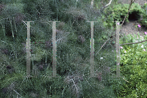 Picture of Foeniculum vulgare 'Purpurascens'