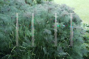 Picture of Foeniculum vulgare 'Purpurascens'