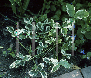 Picture of Fragaria vesca 'Variegata'