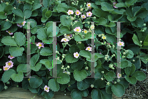 Picture of Fragaria frel 'Pink Panda'