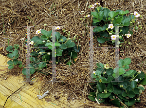 Picture of Fragaria frel 'Pink Panda'