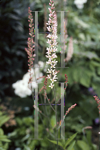 Picture of Francoa sonchifolia 