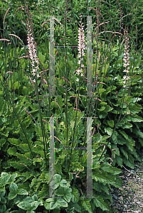 Picture of Francoa sonchifolia 