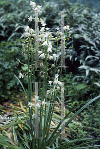 Picture of Fritillaria assyriaca 