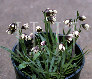 Picture of Fritillaria biflora 