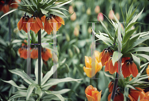 Picture of Fritillaria imperialis 