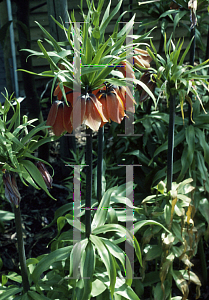 Picture of Fritillaria imperialis 