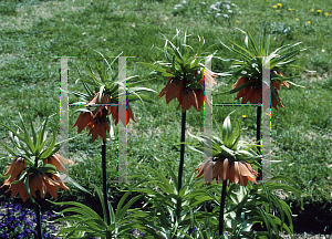 Picture of Fritillaria imperialis 'Aurora'