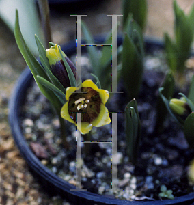 Picture of Fritillaria michailovskyi 