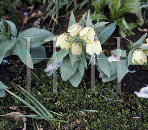 Picture of Fritillaria pallidiflora 