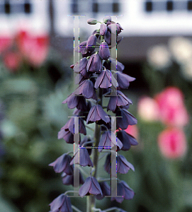 Picture of Fritillaria persica 