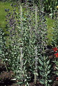 Picture of Fritillaria persica 