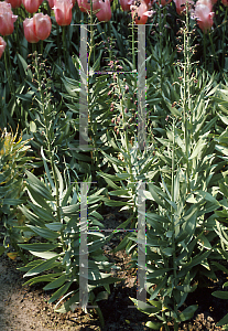 Picture of Fritillaria persica 