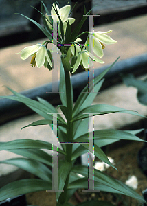 Picture of Fritillaria raddeana 