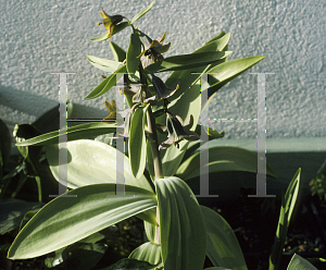 Picture of Fritillaria sewerzowii 