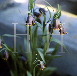 Picture of Fritillaria uva-vulpis 