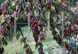 Picture of Fuchsia x 'Autumnalis'