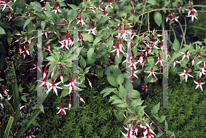 Picture of Fuchsia x 'Checkerboard'