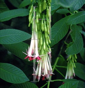 Picture of Fuchsia corymbiflora 