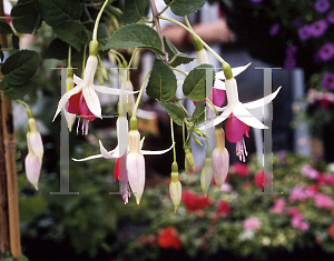 Picture of Fuchsia x 'Loveliness'