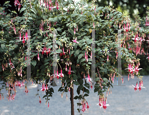 Picture of Fuchsia x 'Lowell Swisher'