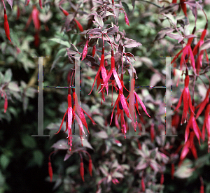 Picture of Fuchsia magellanica 