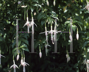 Picture of Fuchsia magellanica 'Rosea'