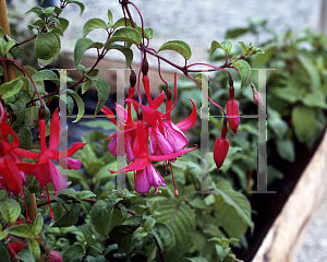 Picture of Fuchsia x 'Prospect'