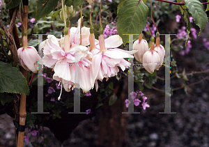 Picture of Fuchsia x 'Sonata'