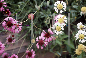 Picture of Gaillardia aestivalis var. winklerii 