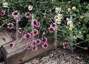 Picture of Gaillardia aestivalis var. winklerii 