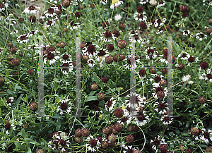 Picture of Gaillardia aestivalis var. winklerii 