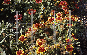 Picture of Gaillardia pulchella 