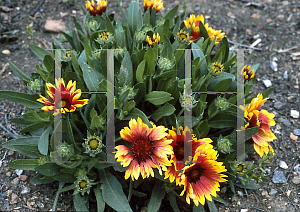 Picture of Gaillardia x grandiflora 'Goblin'