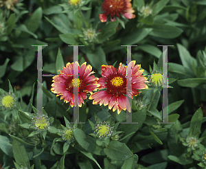 Picture of Gaillardia x grandiflora 'Goblin'