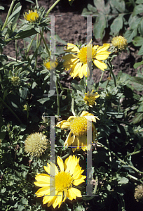 Picture of Gaillardia x grandiflora 'Golden Golbin'