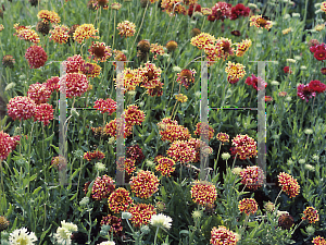 Picture of Gaillardia pulchella 'Lorenziana'