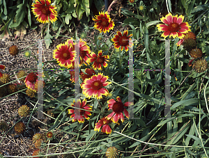 Picture of Gaillardia x grandiflora 'Torchlight'