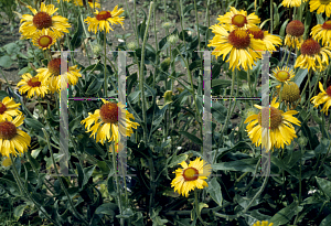 Picture of Gaillardia pinnatifida 