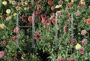 Picture of Gaillardia pulchella 