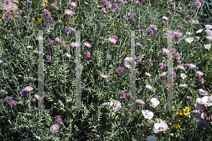 Picture of Galactites tomentosa 