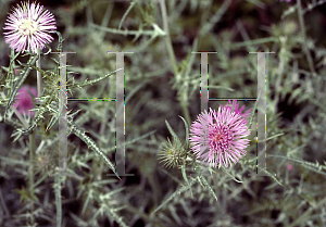 Picture of Galactites tomentosa 