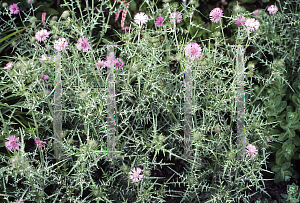 Picture of Galactites tomentosa 