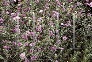 Picture of Galactites tomentosa 