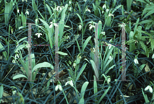 Picture of Galanthus elwesii 