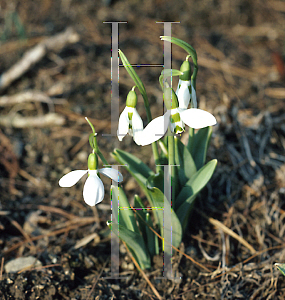 Picture of Galanthus elwesii 