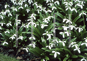 Picture of Galanthus ikariae 