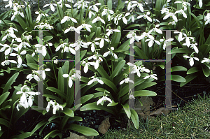 Picture of Galanthus ikariae 