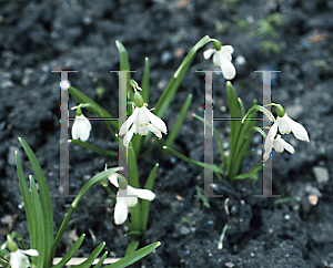 Picture of Galanthus lagodechianus 